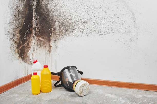 Best Certified Mold Removal  in Orrville, OH