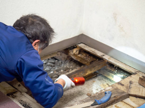 Best Mold Remediation Experts  in Orrville, OH