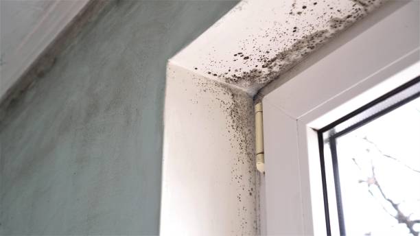 Office Mold Removal Services in Orrville, OH