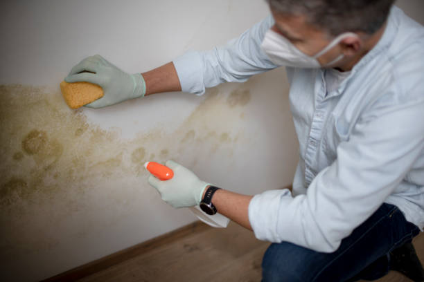 Best Affordable Mold Removal  in Orrville, OH