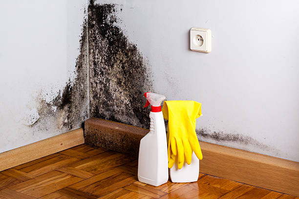 Best Black Mold Removal  in Orrville, OH