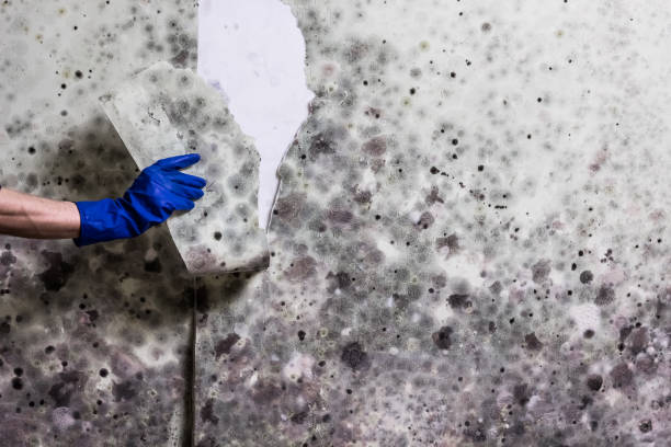 Best Commercial Mold Removal  in Orrville, OH