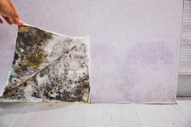 Best Affordable Mold Removal  in Orrville, OH